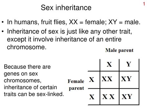 Ppt Sex Inheritance Powerpoint Presentation Free