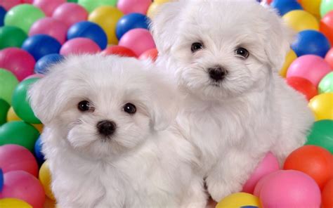 puppies wallpapers beautiful puppies funny puppies puppies pictures makefun