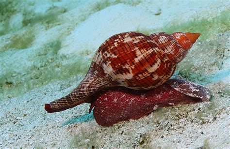 sea snail sea snail wallpapers hd  de feijter boreak