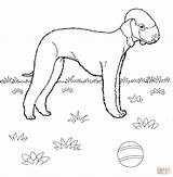 Coloriage Russell Russel Terrier Bedlington Dessin Supercoloring Terier Imprimer Drukuj sketch template
