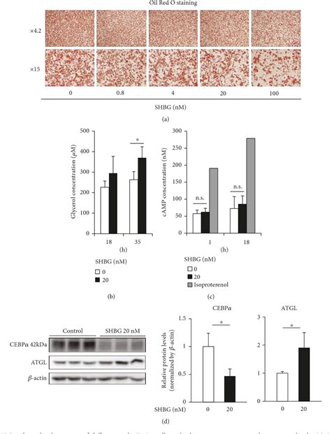 [pdf] protective effect of sex hormone binding globulin against