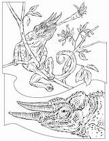 Chameleon Camaleonte Crocodile Maestra National Insegnante Geographic Coloring2000 Pyrography Visit Menja Dacolorare sketch template