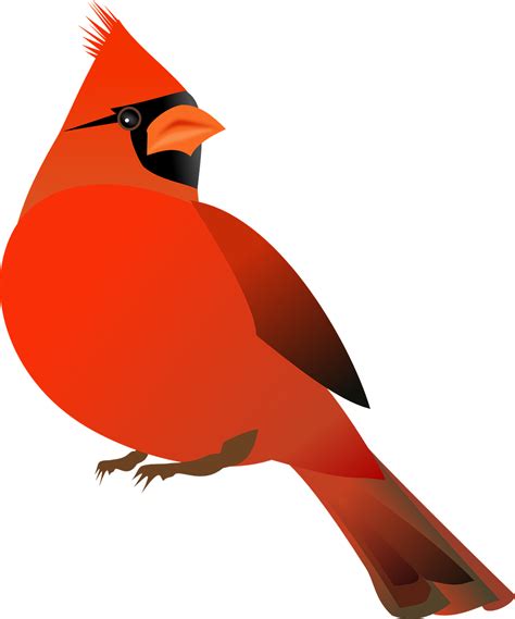 cardinal bird cardinalidae  vector graphic  pixabay