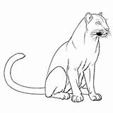 Panther Coloring Pages Florida Cougar Drawing Printable Outline Gators Color Vector Getdrawings Getcolorings Painting Dimensions Print Engineering Types Pink Wiccan sketch template