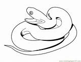 Ular Mewarnai Anaconda Snakes Colorear Rattlesnake Clipartmag Hewan Kataucap Diamondback Pencil Terbaru Binatang sketch template