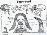 Beaver Paddle Sea Pond Dam Go Activities Beavers Map Ponds Projects sketch template