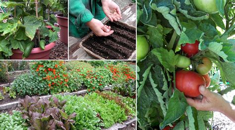 growing  vegetable garden epicuriouscom epicuriouscom