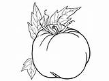 Coloring Tomatoes Pages Vegetables Fruits sketch template