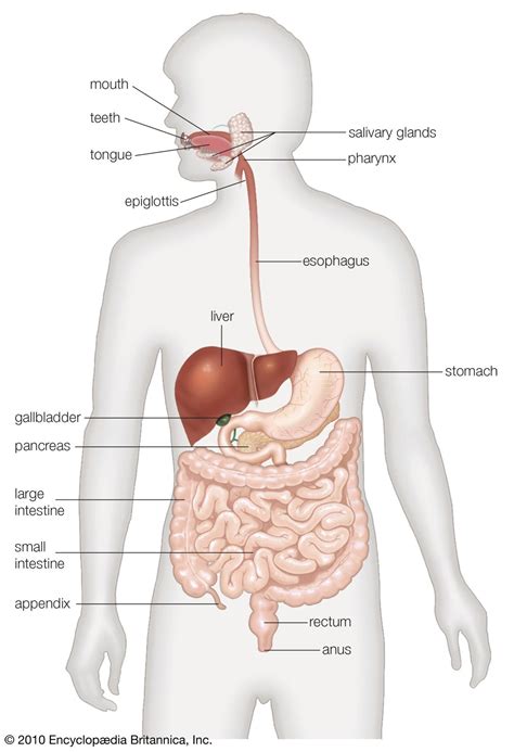 human digestive system britannica
