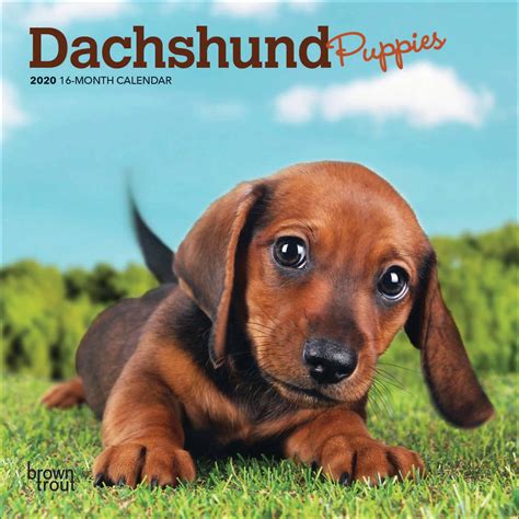 dachshund puppies mini calendar 2020 at calendar club