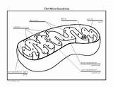 Mitochondria Diagram Coloring Cell Drawing Reading Sketch Paintingvalley Grade Biology Drawings Template sketch template