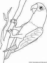 Parrot Coloring Pages Document sketch template