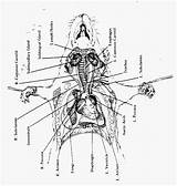 Rat Circulatory sketch template