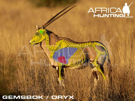 hunting gemsbok africahuntingcom