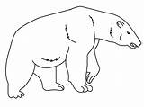 Bear Hungry Polar Coloring sketch template