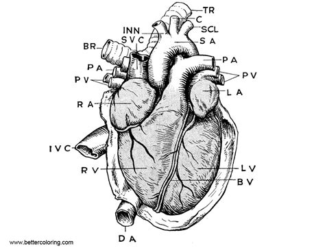 anatomy  heart coloring pages  printable coloring pages