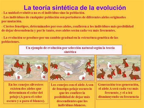 TeorÍas De La Evolucion