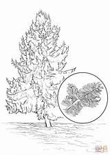 Tree Coloring Cedar Template Spruce Sitka sketch template