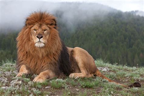 barbary lion atlas lion dinoanimalscom