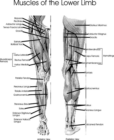 muscles   legs