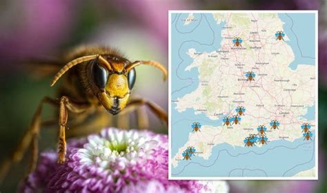 Murder Hornets Mapped How To Spot Deadly Giant Hornets And Report