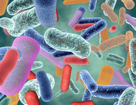 verhouding bacterien  lichaamscellen lager  gedacht