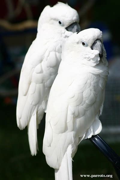 parrot encyclopedia white crested cockatoo world parrot trust
