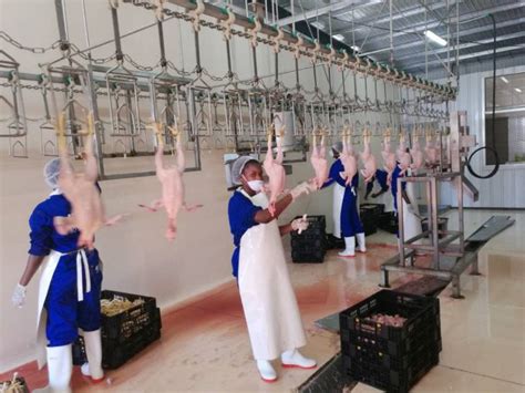 china steel frame poultry slaughter plant  matching