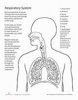 Respiratory Physiology Skeletal Sistema Education Medical Lungs Multiplicacion Functions Apologia Circulatory Breath Biology Partes Ciencias Labeled Educacion Lung Printables Beautyi sketch template