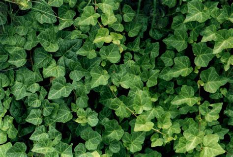 the meaning and symbolism of the word ivy