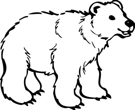 polar bear coloring pages coloring pages  print