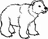 Bear Coloring Polar Pages Bears Clipart Clip Printable Template sketch template