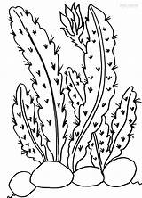 Cactus Cool2bkids Kaktus Malvorlagen Ausdrucken sketch template