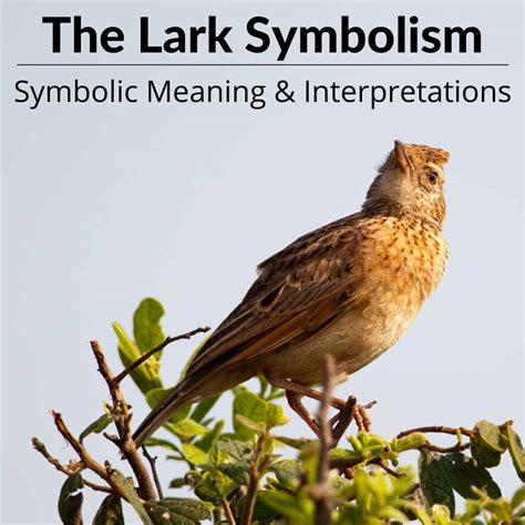 lark symbolism  world  hidden meanings culture