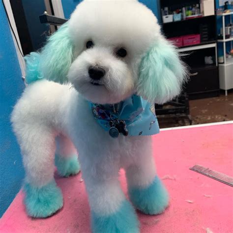 la bone pet spa rolex hair dye groomingdog doghaircuts
