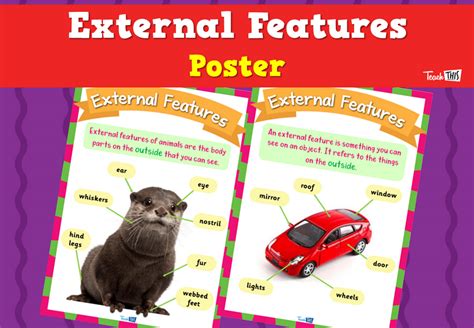 external features poster teacher resources  classroom games teach