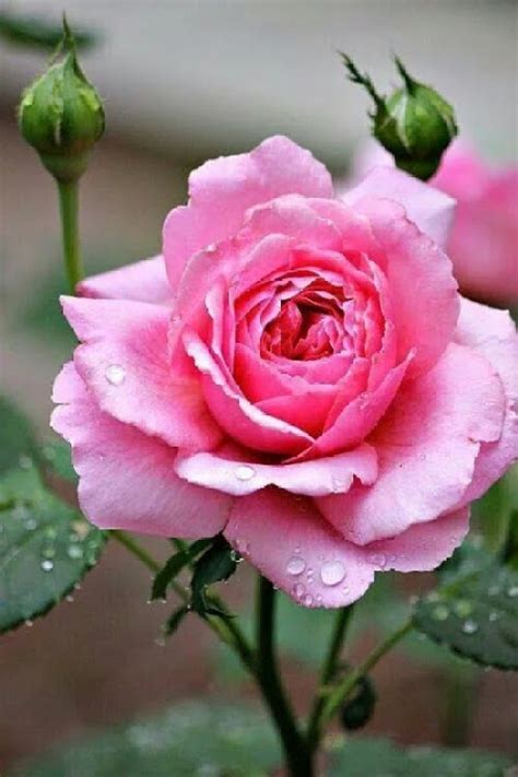 imagen de una linda rosa  enviar por mensaje