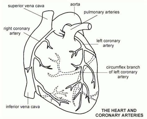human heart show black  white human heart coloring page