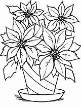 Poinsettia Coloring Christmas Pages Color Printable Sheet Drawing Getcolorings Print Clipartmag Getdrawings sketch template