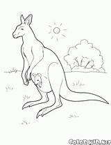 Kangaroo Coloring Australia Colorkid Pages Kids sketch template