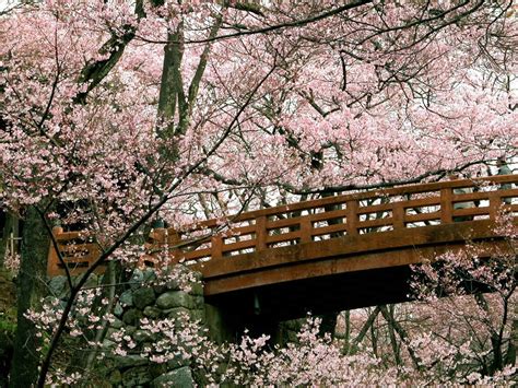 cherry blossom wallpapers cherry blossom wallpaper  fanpop