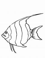 Peixe Anjo Angelfish Swim Twisty Tudodesenhos Effortfulg sketch template