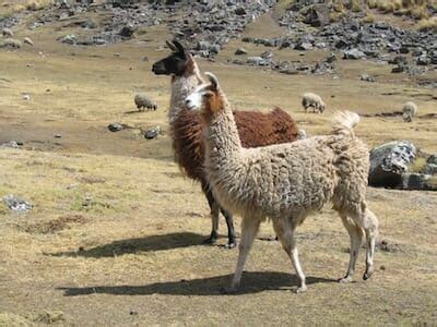 protect  perimeter  llamas   grid news