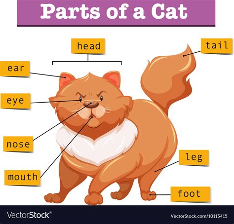 diagram showing parts cat royalty  vector image