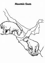 Mountain Goat Coloring Pages Mating Climbing Hill Color sketch template