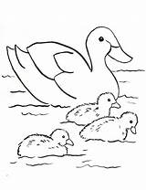 Duck Pond Drawing Coloring Pages Getdrawings sketch template