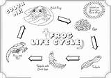 Frog Cycle Life Coloring Pages Through Science Learn sketch template
