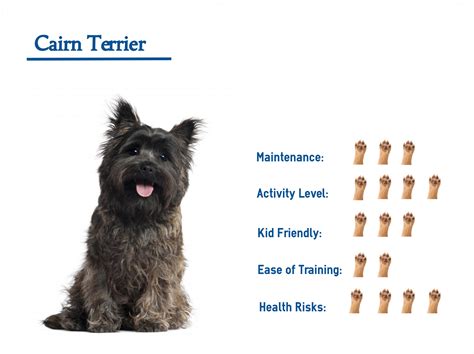 cairn terrier mix  guide   care   dog