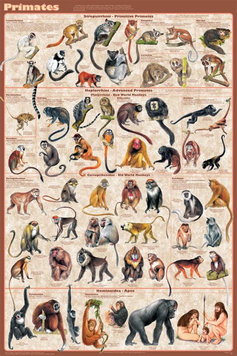 primates educational poster    animal illustration
