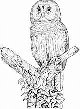 Owl Coloring Pages Printable Owls Sheets Animals Colouring Animal Perch sketch template